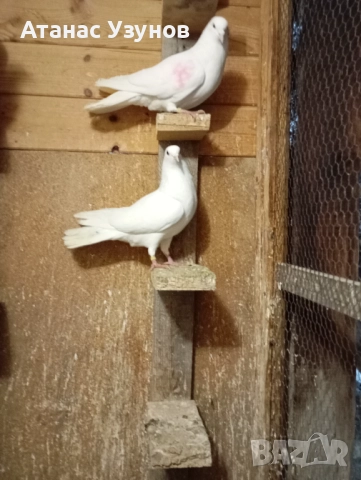 Пазарджишки бяли, снимка 7 - Гълъби - 52907065