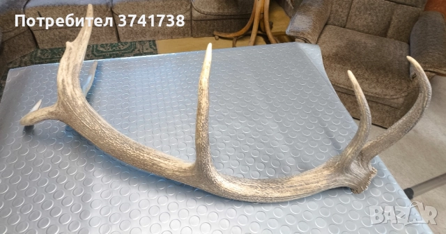 Еленов рог - трофеен , снимка 5 - Други - 51955275