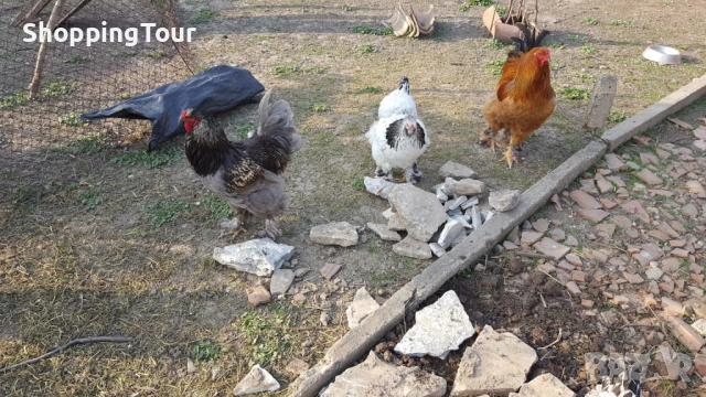 Брами ,яйца ,пилета и големите, снимка 4 - Кокошки и пуйки - 54263198