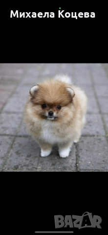 Мини Померани 