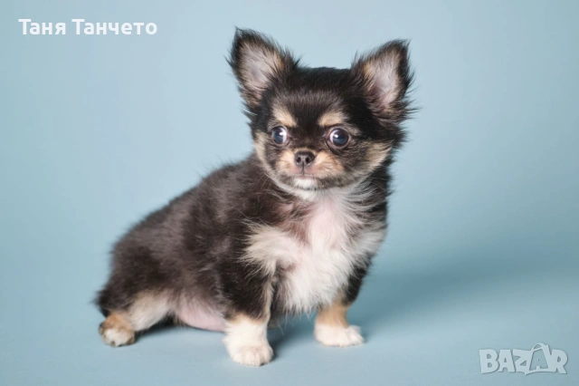 Чихуахуа Възможност за доставка 