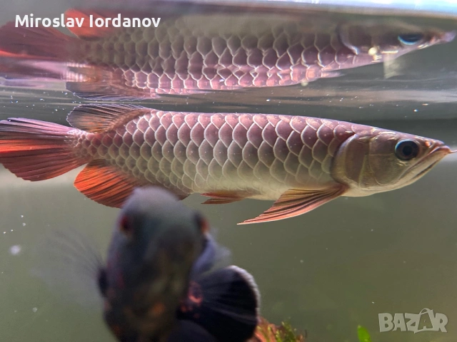 Arowana RTG, снимка 2 - Рибки - 54100964
