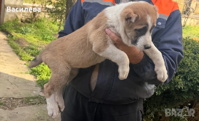 Алабай, снимка 12 - Алабай - 54183559