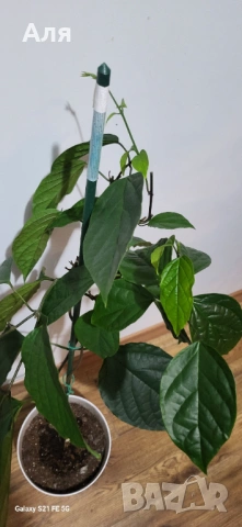 Клеродендром , снимка 2 - Стайни растения - 53113895