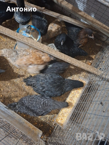 ярки за яйца и месо, снимка 3 - Кокошки и пуйки - 52982105