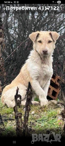 Кучето Джак на късмета