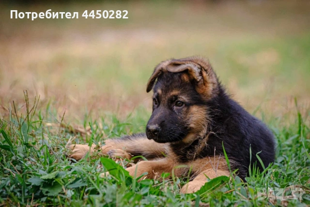 Малки немски овчарки, снимка 4 - Немска овчарка - 54177886