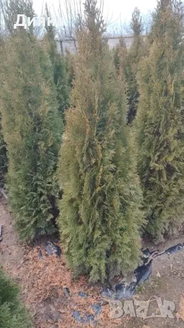 Туя смарагд