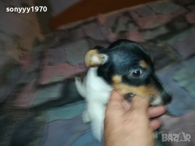 ДЖАК РЪСЕЛ-ЖЕНСКО НА 2 МЕСЕЦА 3110251531, снимка 5 - Джак ръсел териер - 52247345