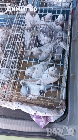 Продавам гълъби Мардини-Турски може и бартер за зайци 