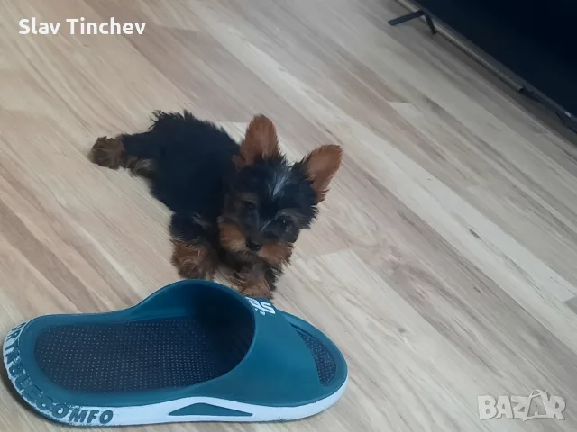 Йоркширски териер 