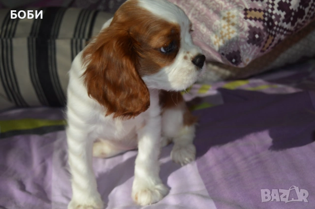 Кавалер Кинг Чарлз Шпаньол