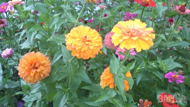 продавам семена на цветя Циния (реколта 2025 г.), снимка 18 - Градински цветя и растения - 29996550