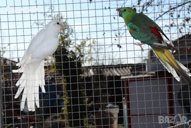 Работещи двойки Пойни Папагали , снимка 12 - Папагали - 50786813