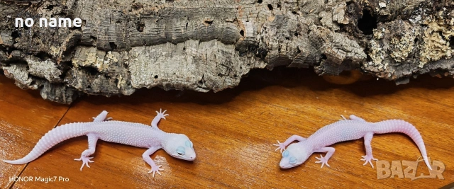 Леопардови гекони Diablo Blanco (Eublepharis macularius) , снимка 2 - Гекон - 52153005