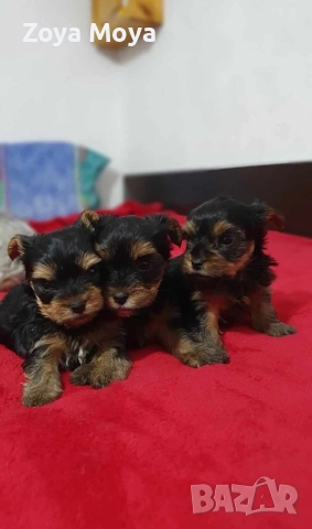 мини йоркширски териер