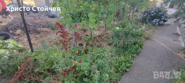 Рязане, кастрене, почистване на терени, снимка 8 - Други услуги - 51964497