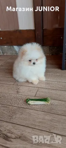 мини момиче, снимка 2 - Померан - 49958537
