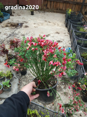 Цитизус - Налични 5 цвята , снимка 18 - Градински цветя и растения - 40810443