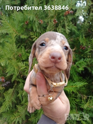 Мини дакел, снимка 4 - Дакели - 52328965