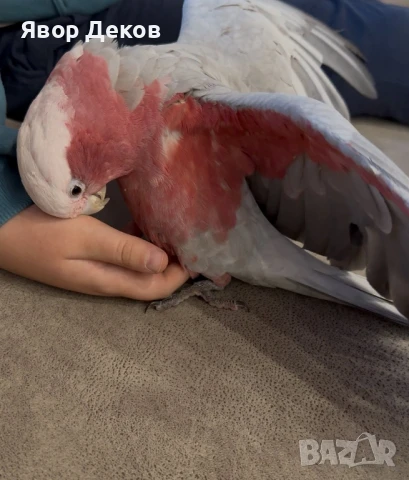Прекрасно розово какаду на 2 години – дружелюбно!, снимка 1