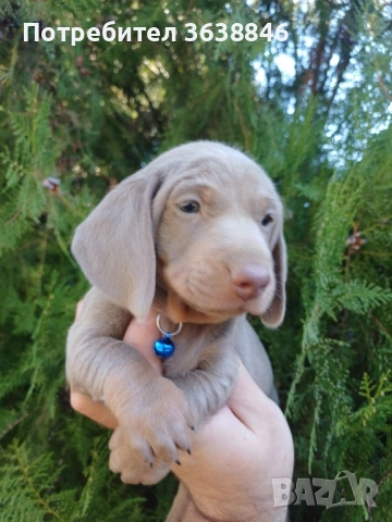 Мини дакел , снимка 3 - Дакели - 52327776