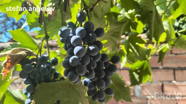 Продавам грозде 