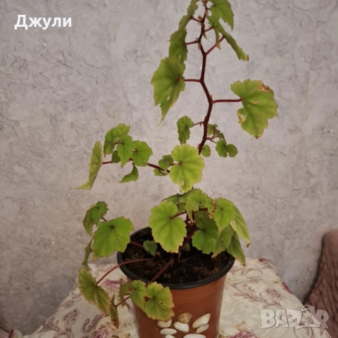 Бегония, снимка 3 - Стайни растения - 52168850