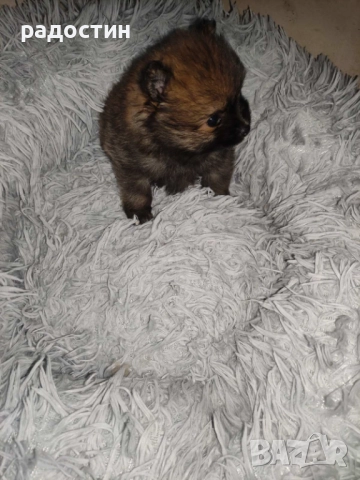 Померанчета