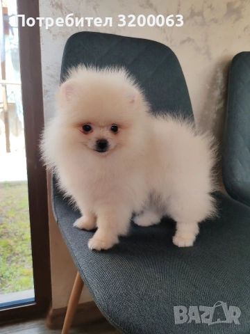 Померан мъжко 