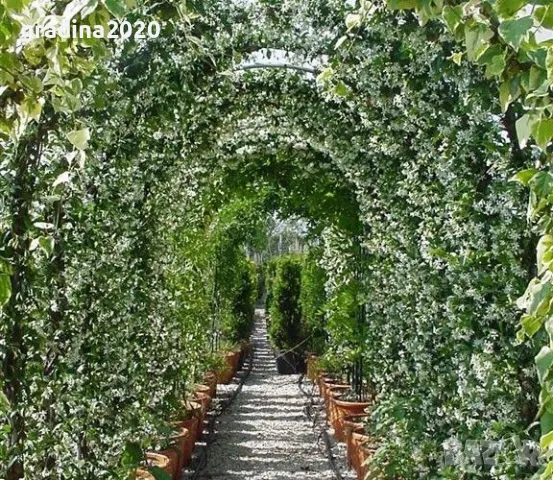 Жасмин вечно зелен Налични 4 вида, снимка 6 - Разсади - 49939528