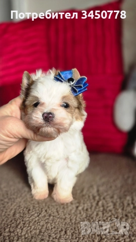 ексклузивен бял йоркшир, снимка 8 - Йоркширски териер - 52910687