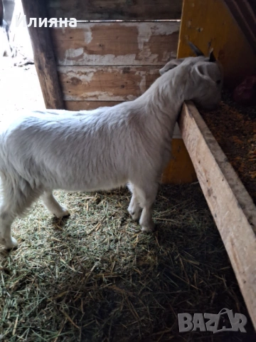 Продавам две женски ярета, снимка 11 - Кози - 53217317