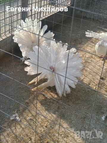 Фенерлии, снимка 5 - Гълъби - 52358162