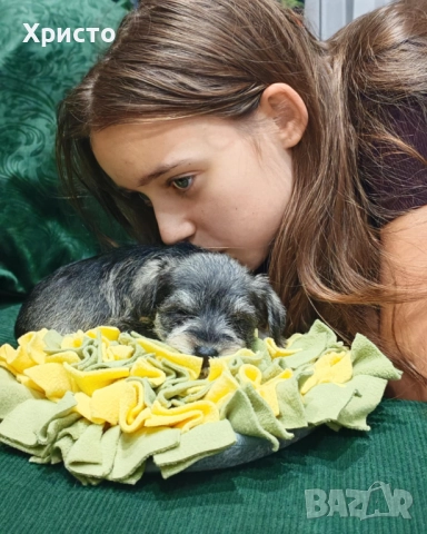 Минишануцер, цвергшнауцер , снимка 5 - Други - 52504946