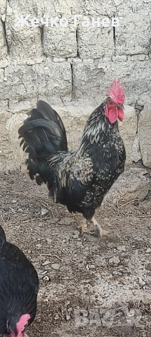 Петлета, снимка 2 - други­ - 53974001