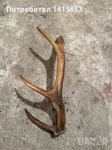 Продавам рог от сръндак, снимка 4 - Други ценни предмети - 52528946