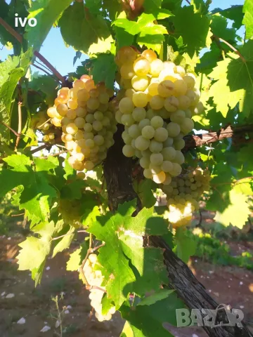 Продавам грозде, снимка 3 - Домашни продукти - 55781129