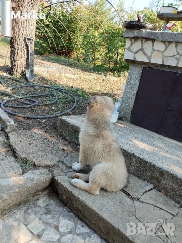 Кангал, снимка 2 - Кангал - 52077831