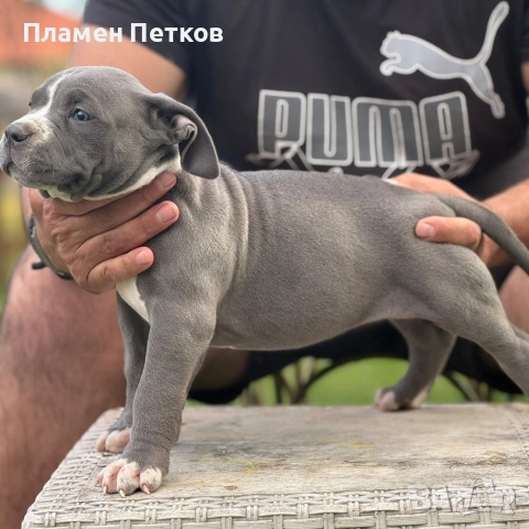 Американско були , снимка 4 - Питбул - 54315310