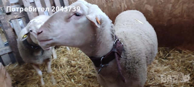 Два коча ЛАКОН., снимка 4 - Овце - 53184779