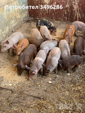 Малки прасета