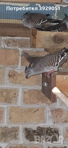 Продавам Австралийски качулати, снимка 9 - други­ - 51829312