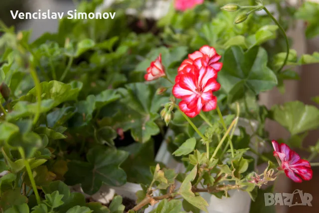 Tamron AF 28-200mm f/3.8-5.6 Asp. XR (IF) Macro, Pentax, снимка 4 - Обективи и филтри - 47270461