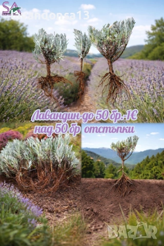 Лавровишна – Вечнозелен Храст за Жив Плет | В Контейнери, снимка 9 - Градински цветя и растения - 42641155