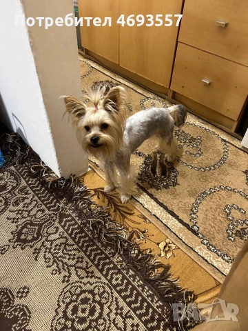 Продавам мъжко стандартно йорки, снимка 2 - Йоркширски териер - 52911226