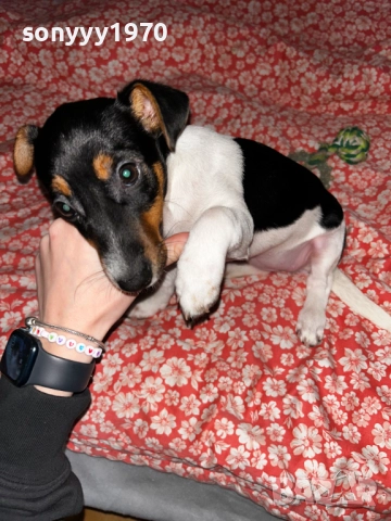 ДЖАК СЛАДКО МОМИЧЕ 0512251549, снимка 4 - Джак ръсел териер - 52663515