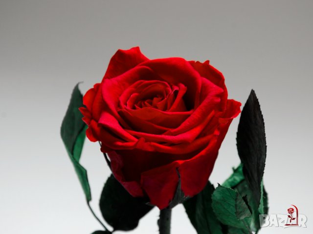 Оригинален Подарък за Рожден Ден на Жена / Естествена Вечна Роза в Стъкленица / Жива Вечна Роза, снимка 13 - Подаръци за имен ден - 38771445