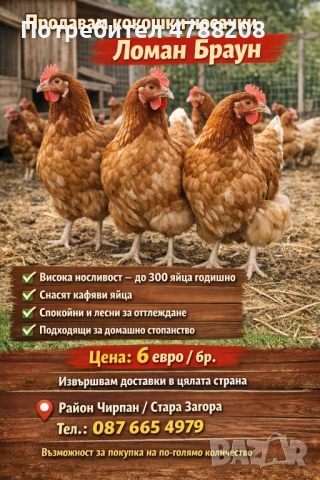 Продавам кокошки Ломан Браун