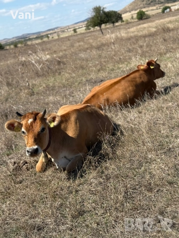 Джарсе-Жарсе- юници -датски Чостокръвни , снимка 8 - Крави - 54025814